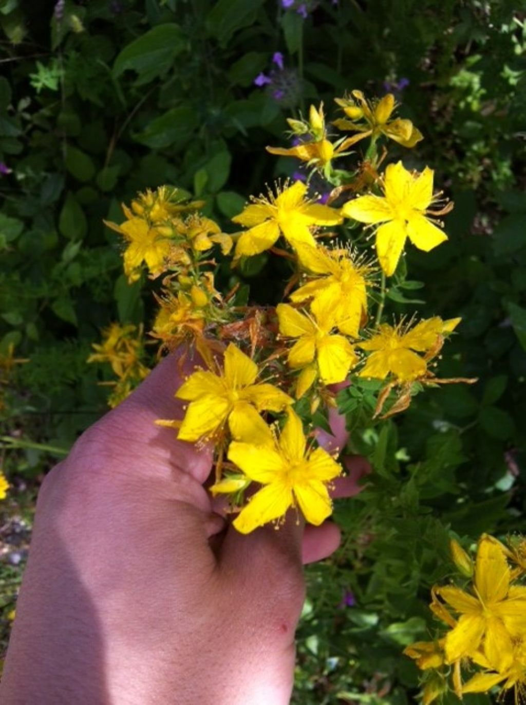 Hypericum perforatum